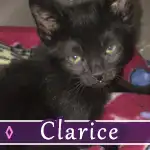clarice