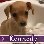 kennedy