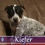 kiefer