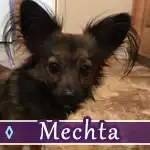 mechta