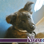niro