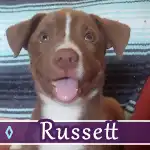 russett