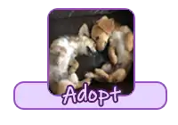 adopt